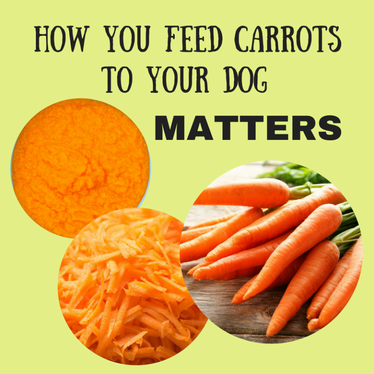 Home Carrots for Dogs